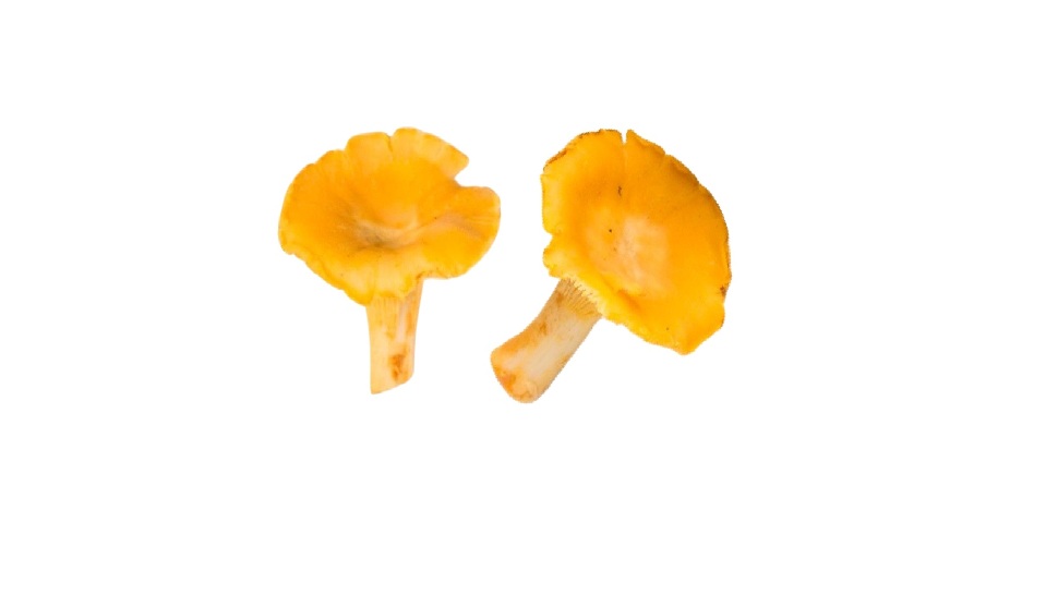 Finferli al naturale