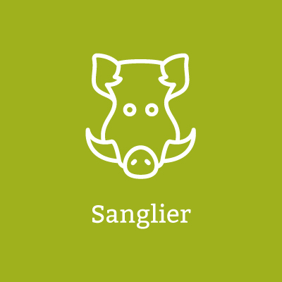 Sanglier