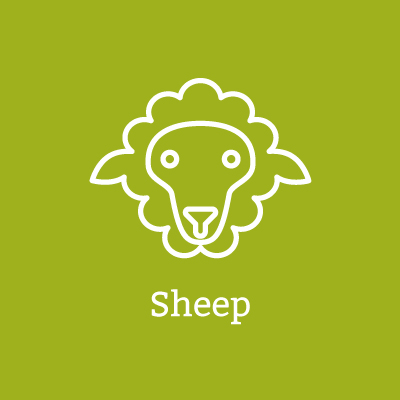 Sheep